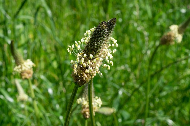 Free Silver Goby Plantago Argentina Chaix photo and picture