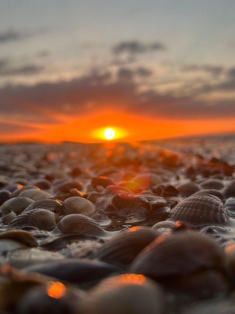 Free Shellfish Sea photo and picture