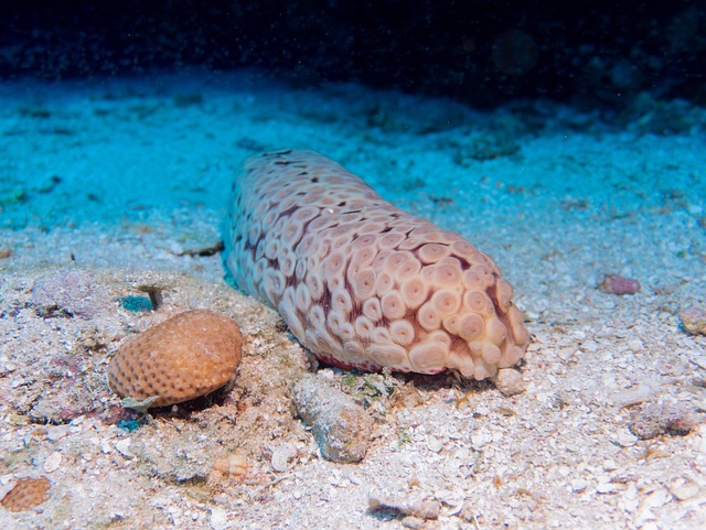 Free Slug Sea photo and picture