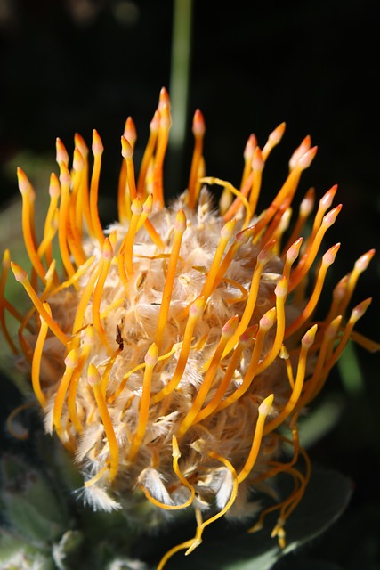 Free Protea Flower photo and picture