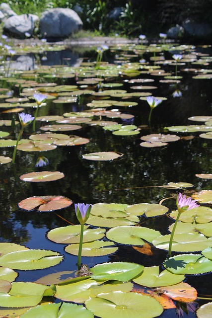 Free Plants Water photo and picture