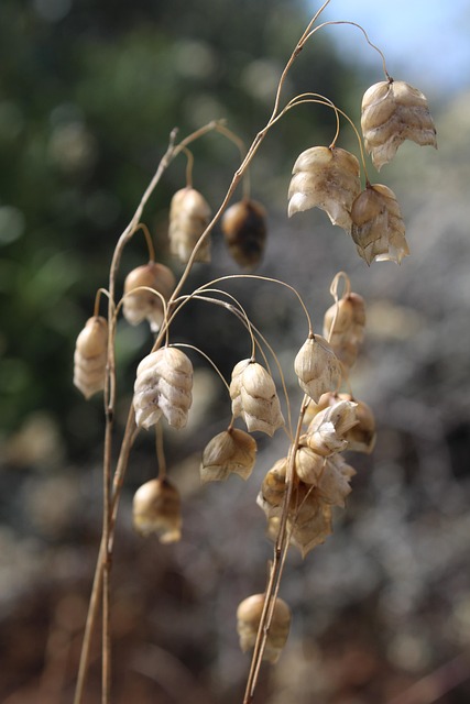 Free Seeds Brown photo and picture
