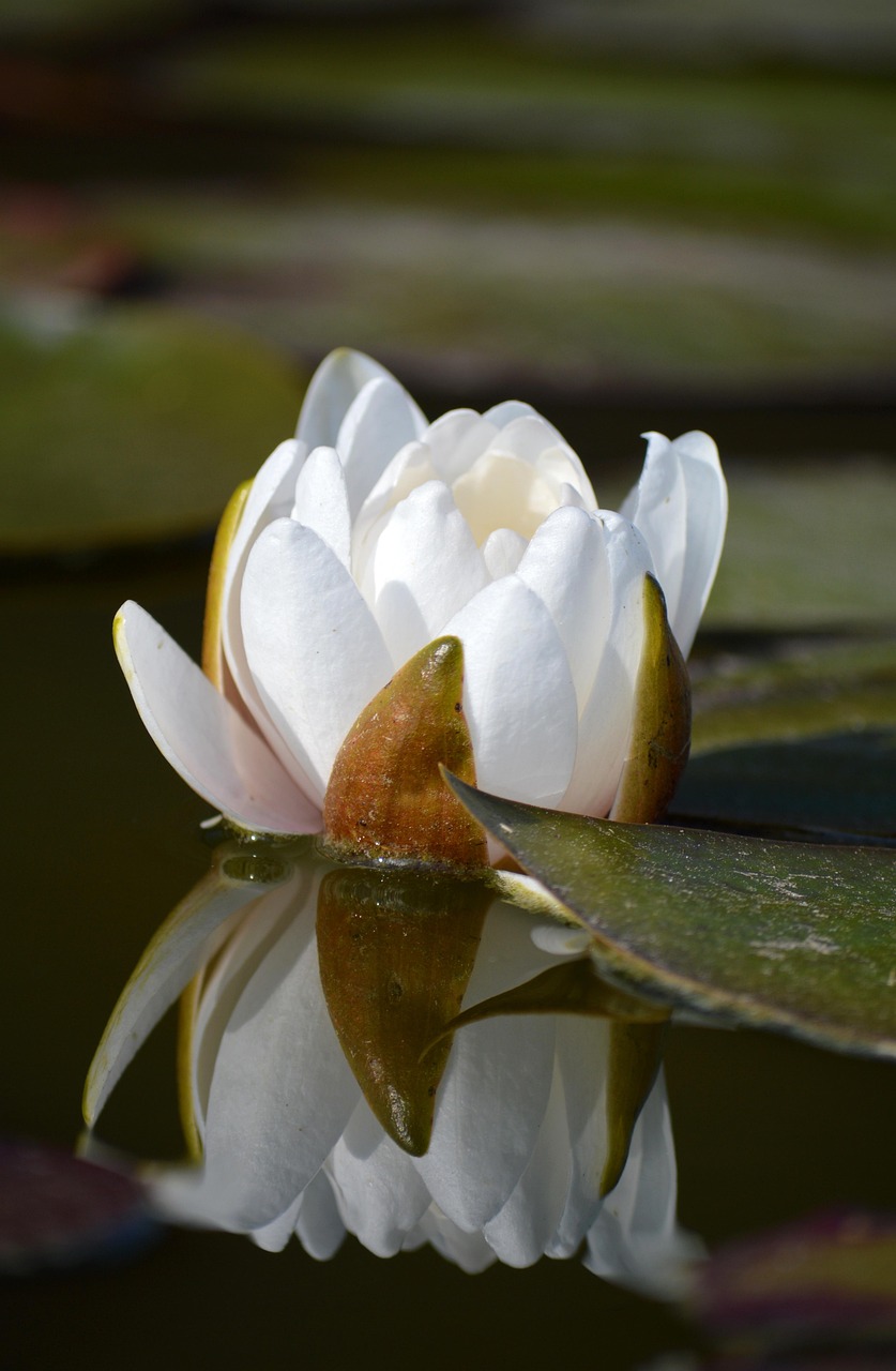 White Water Lily Flower Plant Free photo on Pixabay Pixabay