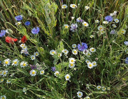 Free Flora Plants photo and picture