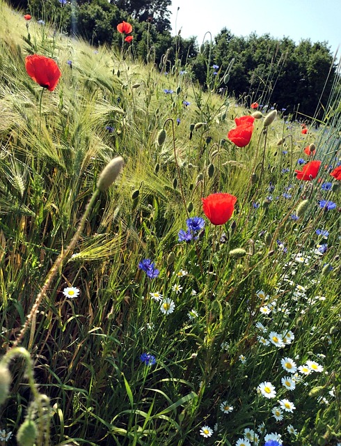 Free Nature Field photo and picture
