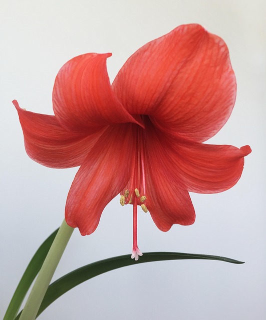 Blomst, Blomstre, Forår, Kronblade