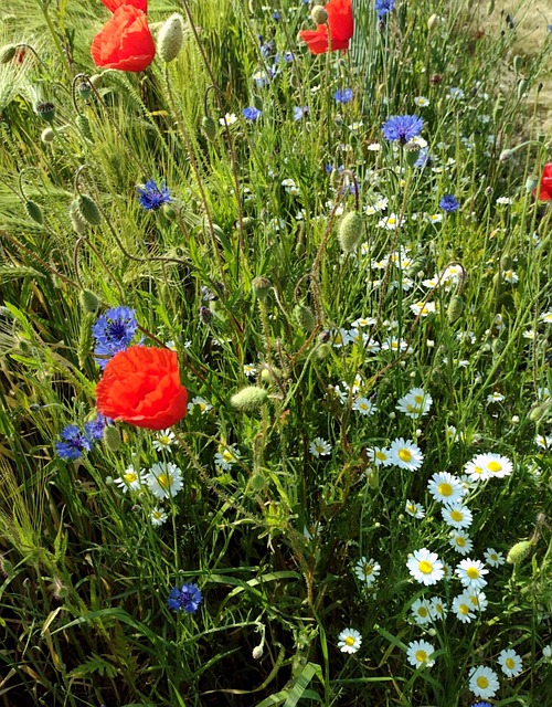 Free Field Field Flowers photo and picture
