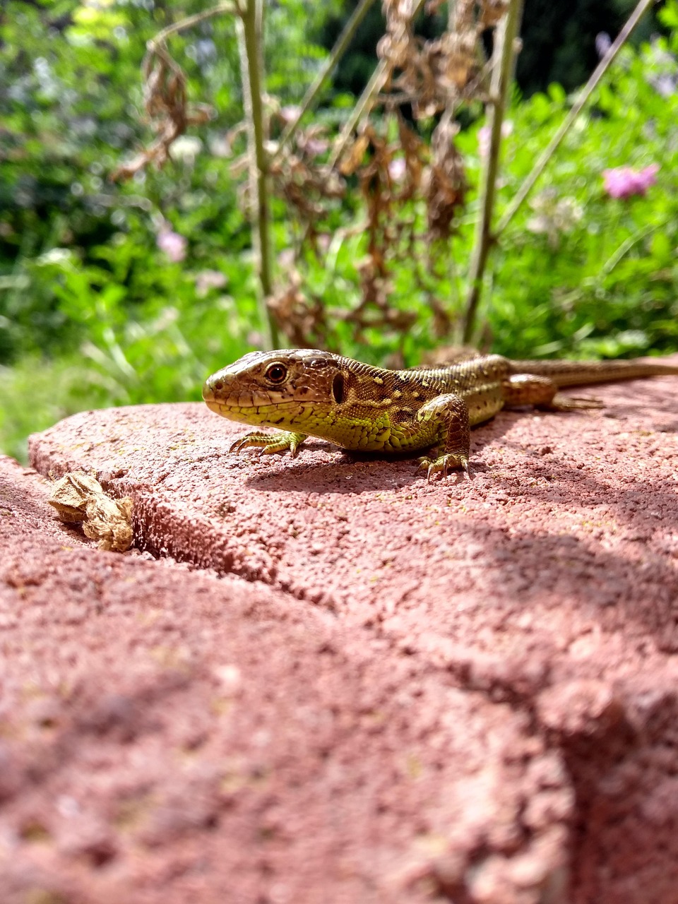 Reptile Sand Lizard Free photo on Pixabay Pixabay