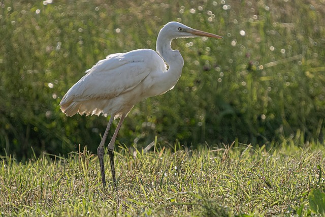 Free Nature Bird photo and picture