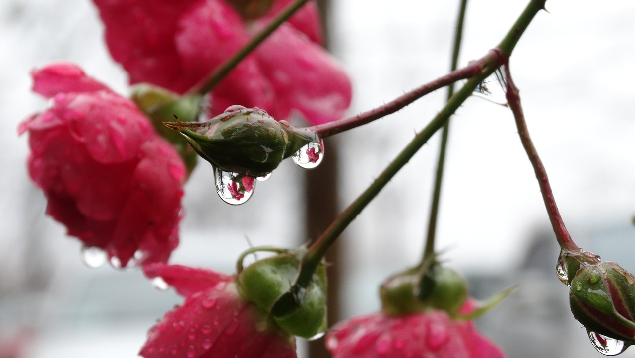 Flower Drop Rain Free photo on Pixabay Pixabay