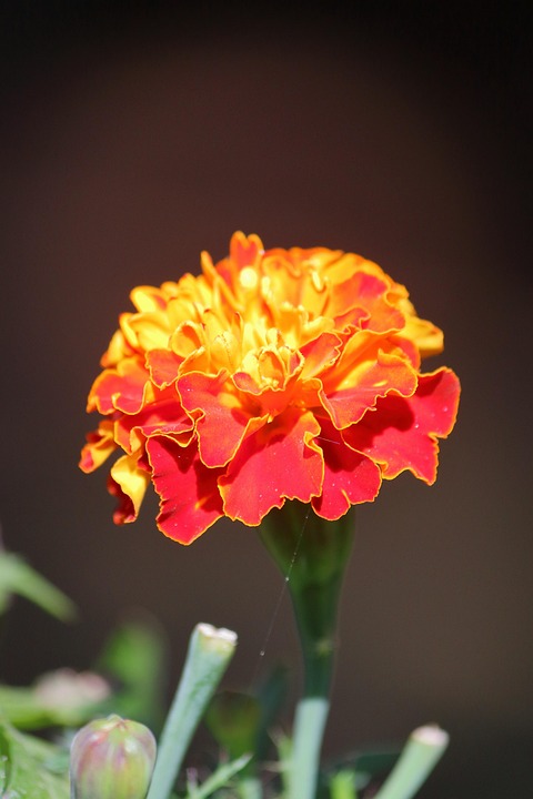 Marigold Flower Red - Free photo on Pixabay - Pixabay