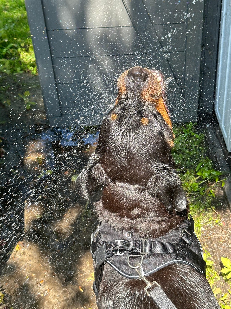 犬 水 夏 - Pixabayの無料写真