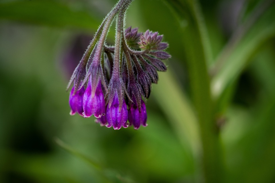 合生植物 植物 挂花 - Pixabay上的免费照片 - Pixabay