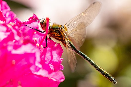 Insecto, Libélula Verde Esmeralda