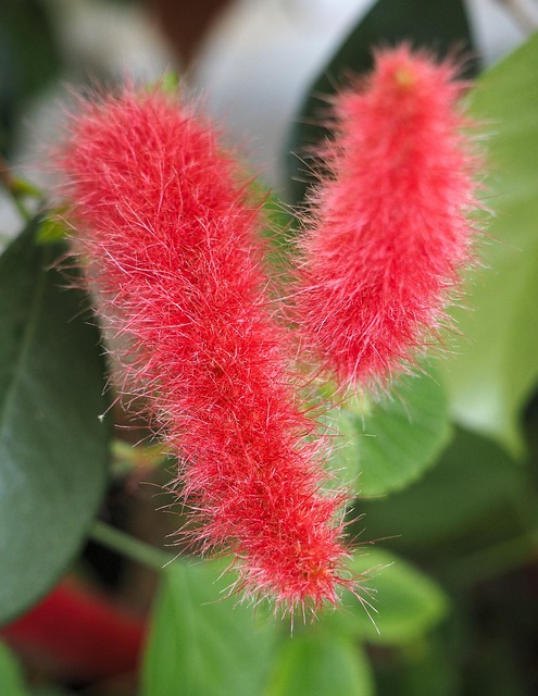 Free Light Red Flower Detail photo and picture