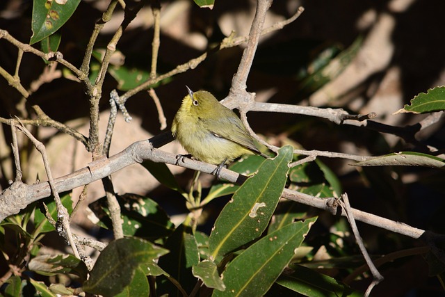 Free Silvereye Bird photo and picture