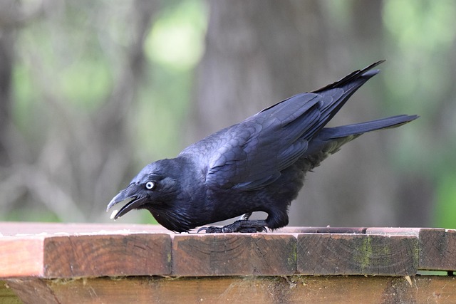 Free Raven Crow photo and picture