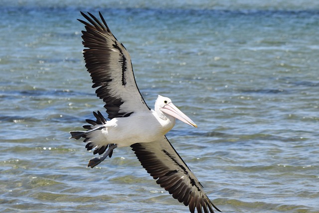 Free Bird Flying photo and picture