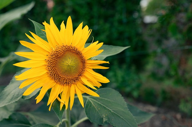 Free Sunflower Flower photo and picture