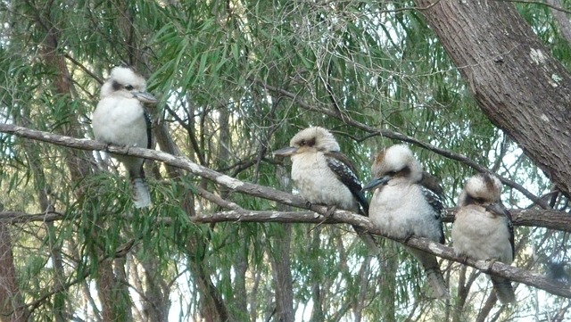 Free Kookaburra Laughing photo and picture