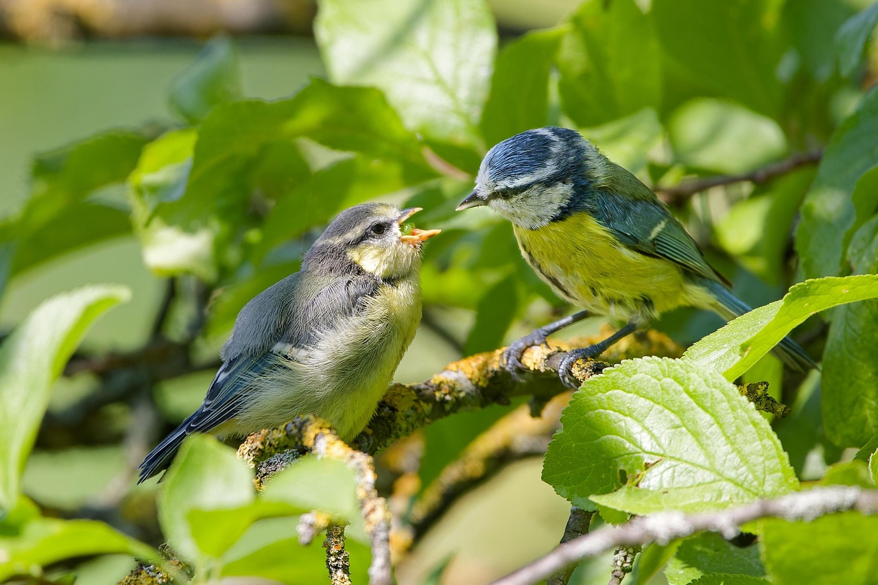 Blue Tit Bird Free photo on Pixabay Pixabay