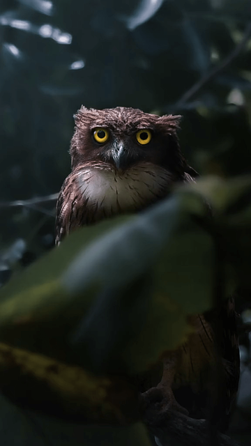 Free Owl Bird illustration and picture