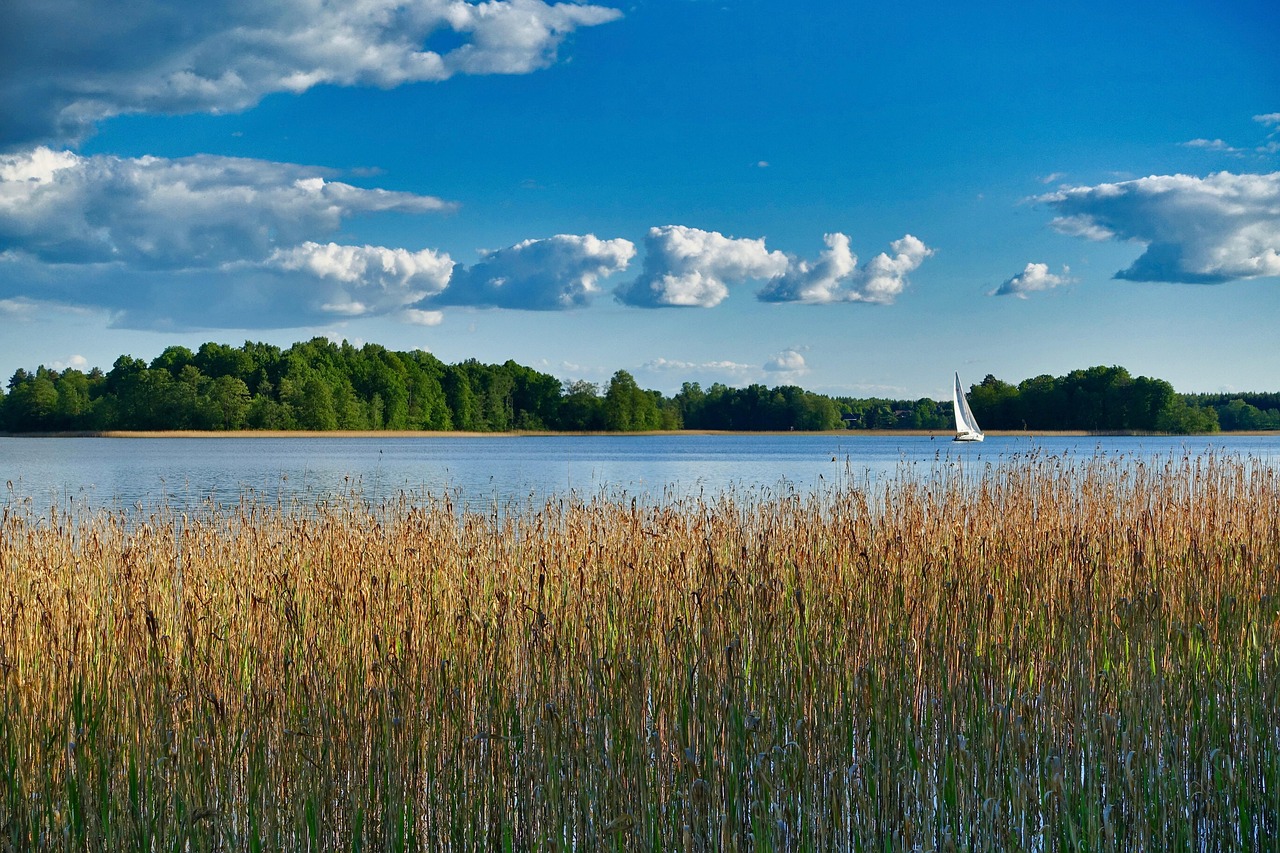 Nature Reeds River - Free photo on Pixabay