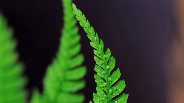 Free Fern Leaves photo and picture