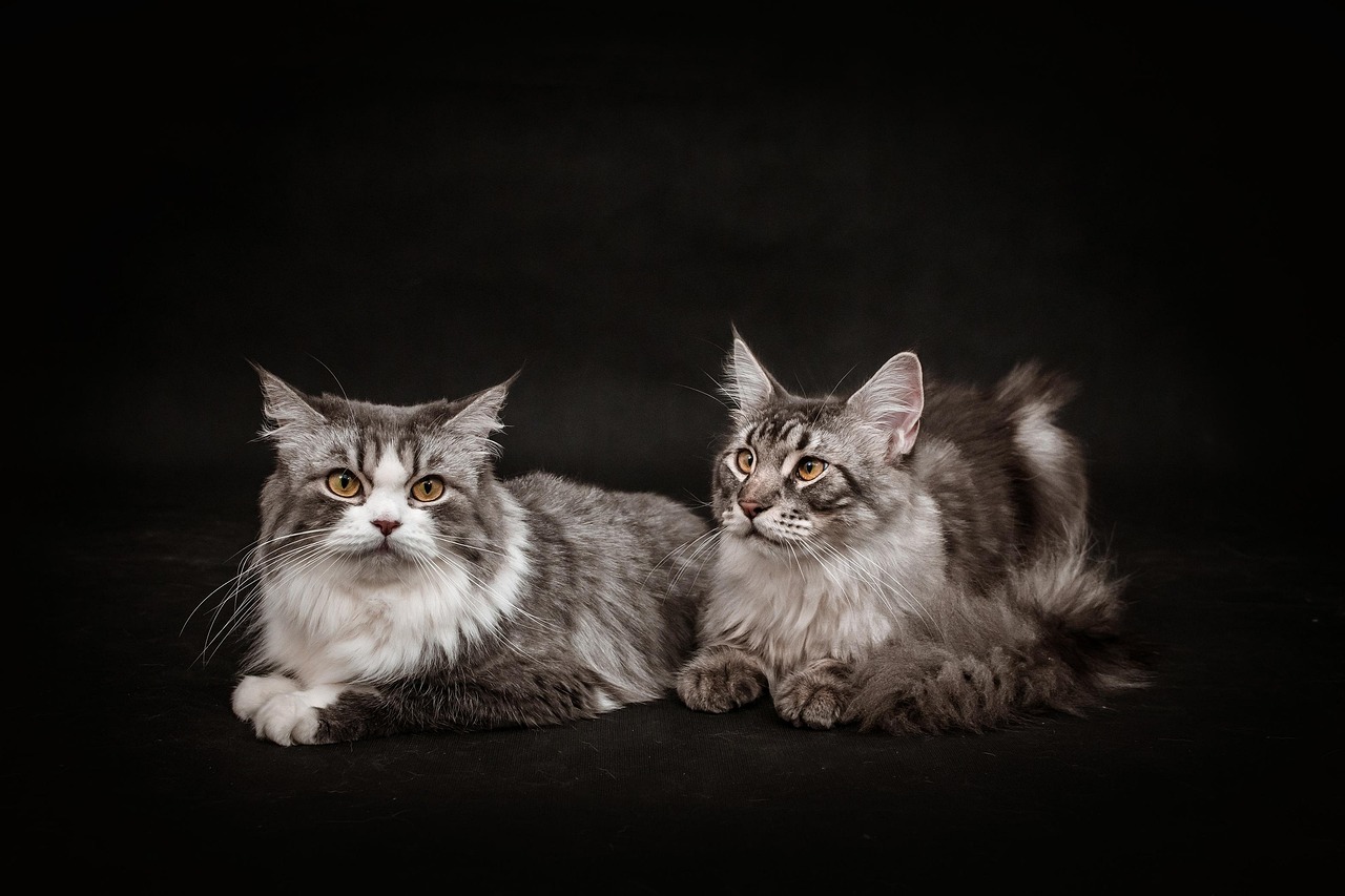 超过 50000 张关于“4K Wallpaper Cat”和“4K壁纸”的免费图片 - Pixabay