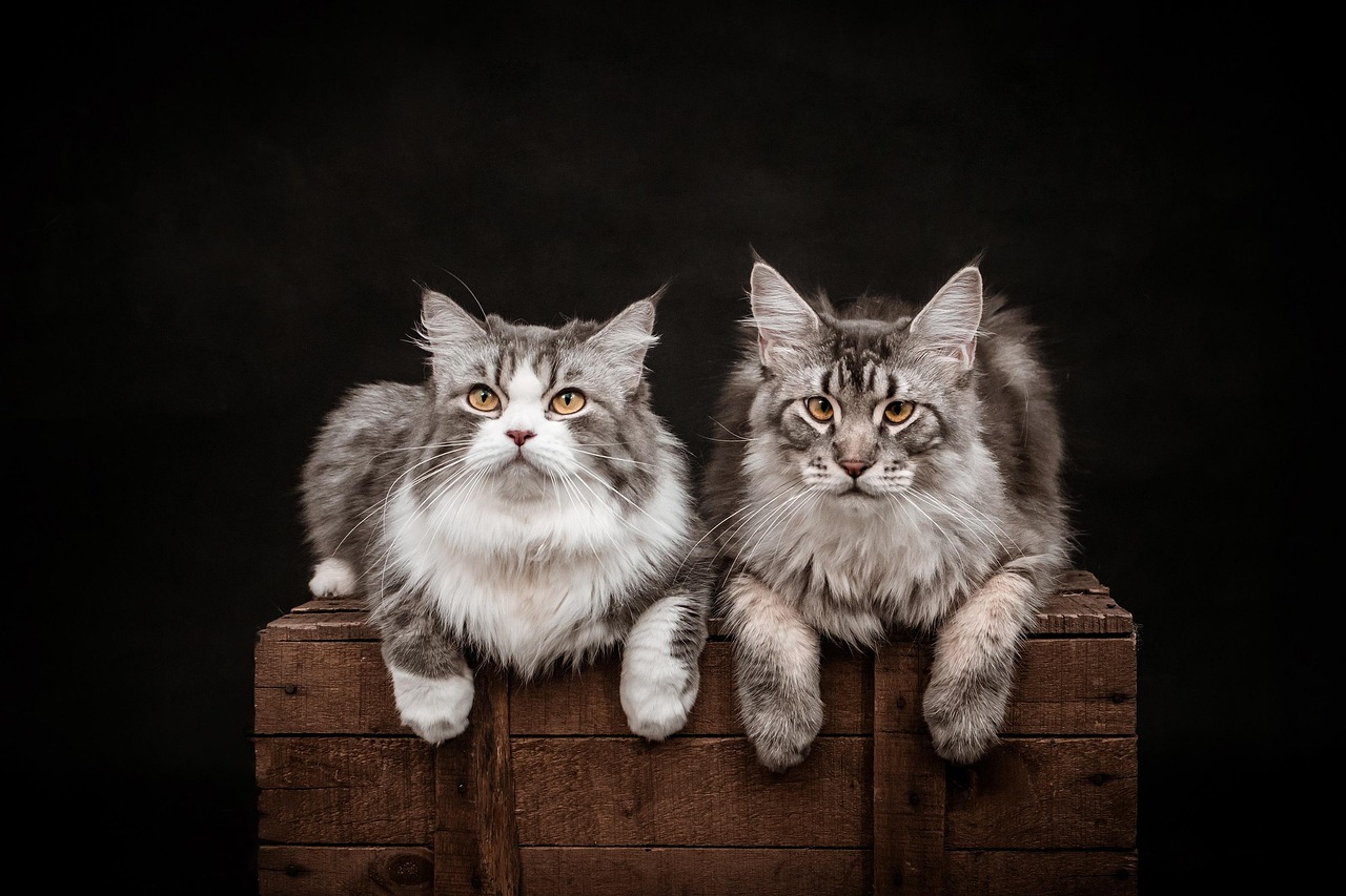 Page 22 - 70,000+ Free 4K 电脑壁纸 猫娘 & 4K Wallpaper Photos - Pixabay