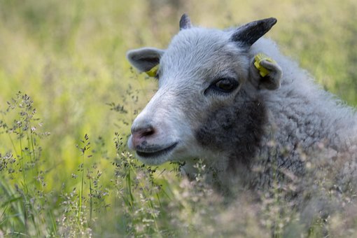 Free Sheep Goat Lamb photo and picture
