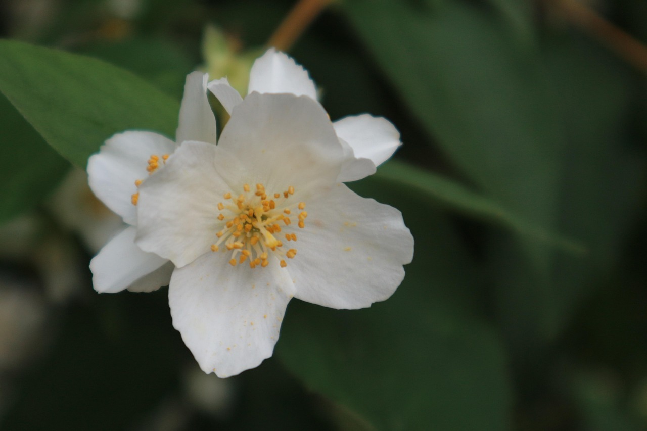 Sitemapcdatahttpshowtokedriinfo4 Images 1 Mot Fleur Blanche