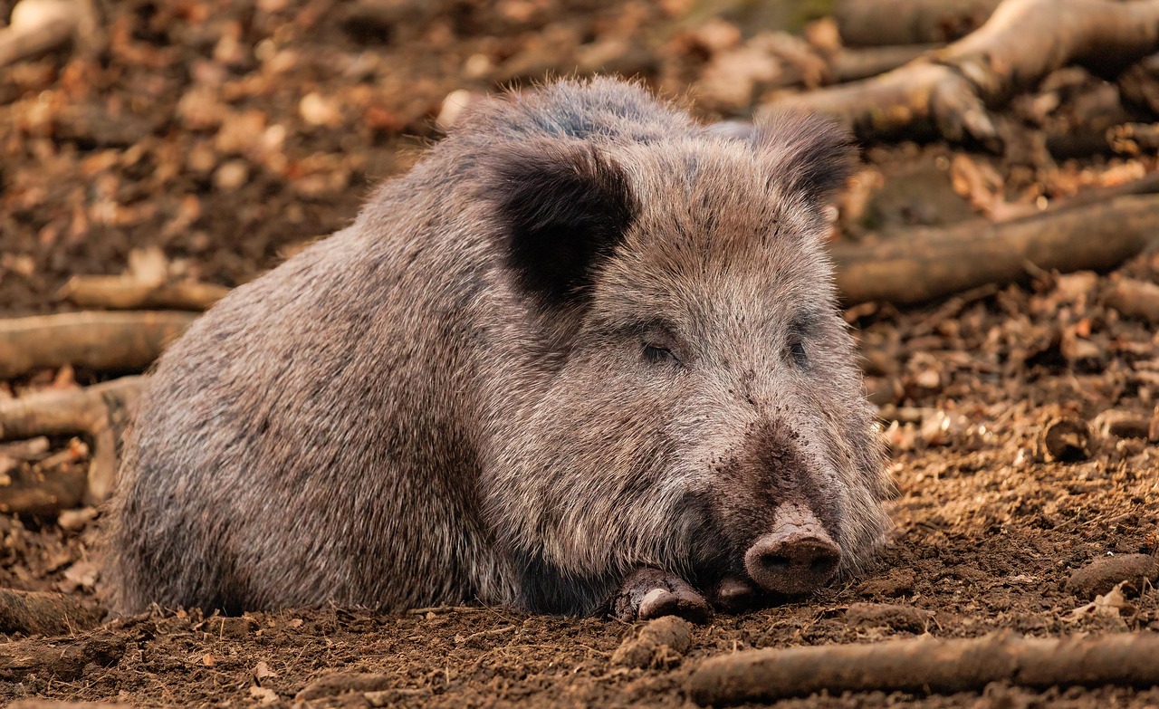900 Free Boar Wild Boar Images Pixabay