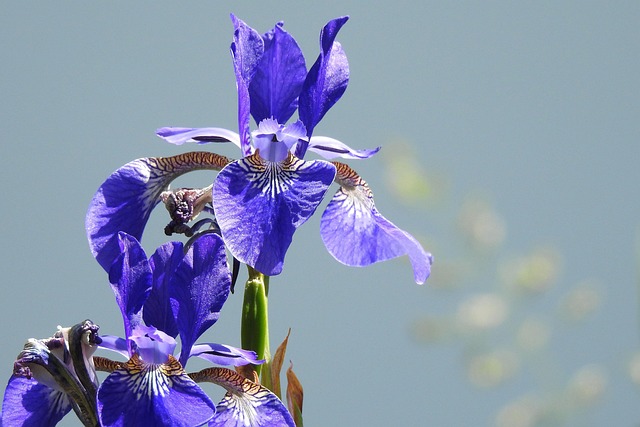 Blume, Pflanze, Lilie, Schwertlilie
