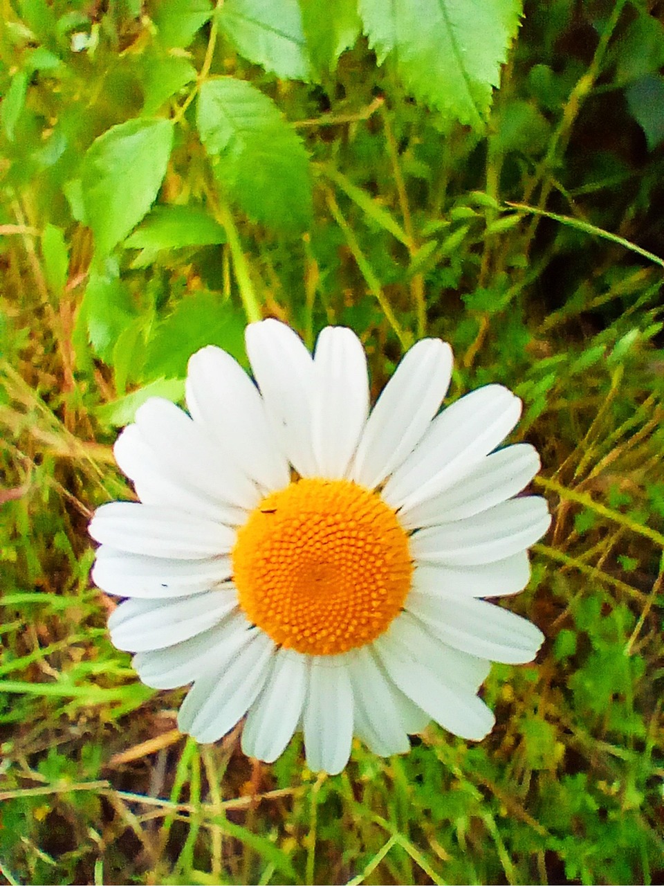 Daisy Daisey Flower Free photo on Pixabay Pixabay