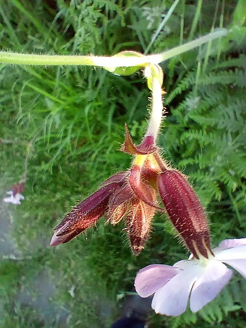 Blomst, Blomstre, Fotografi, Plante