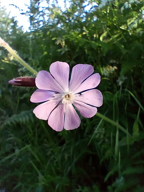 Lyserød, Pimk Blomst, Blomst, Blomstre