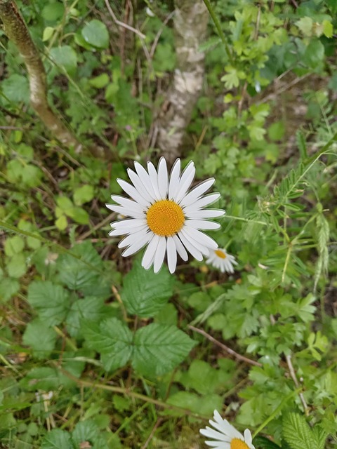 Tusindfryd, Blomst, Struktur, Svane