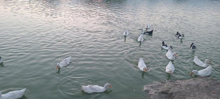 Free Ai Nature photo and picture