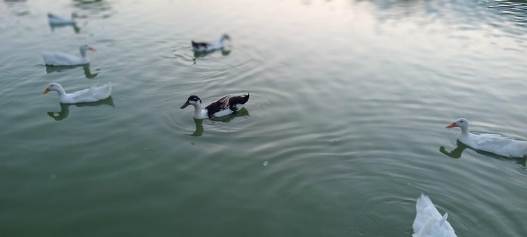 Free Duck Ducks photo and picture