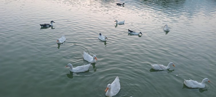 Free Ducks Monterrey photo and picture