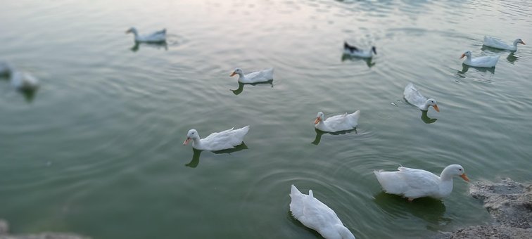 Patos, Monterrey, Laguna, Lagos, Peisaj