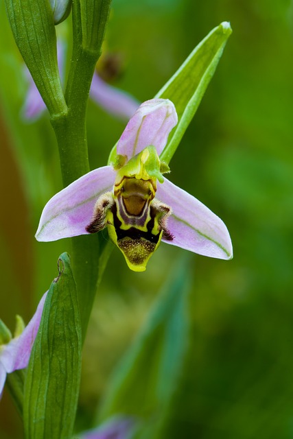 Free Flower Flowers And Plants photo and picture