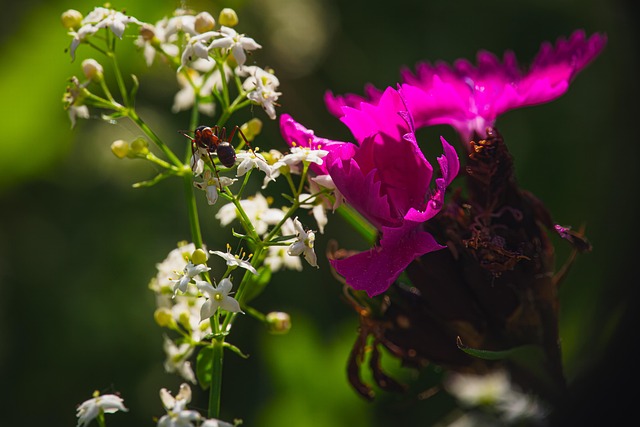 Free Ant To Dye photo and picture