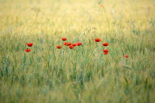 Free Poppy Flowers photo and picture