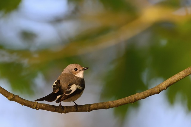 Download free HD stock image of Pied Flycatcher Songbird Free Pied Flycatcher Songbird photo and picture