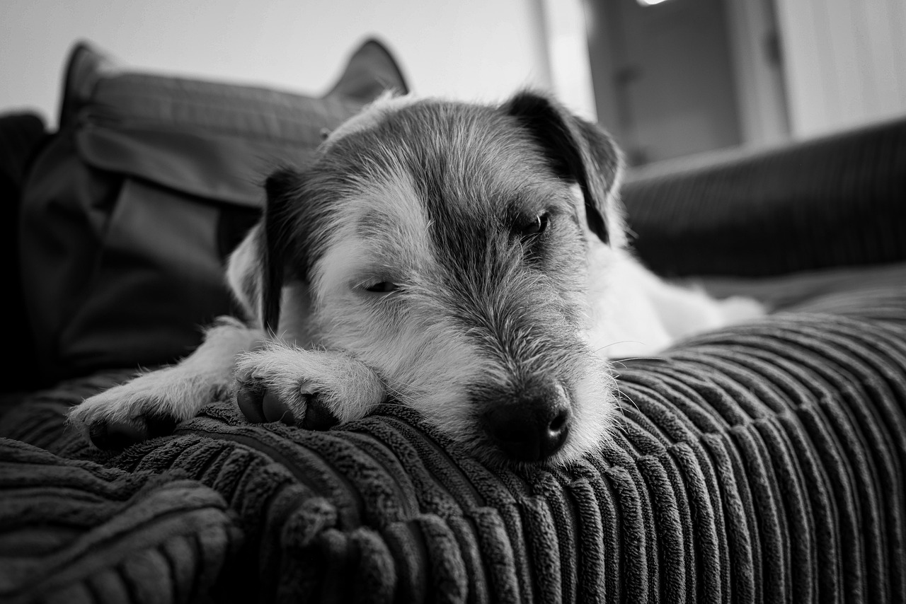 Dog Puppy Sleeping Free photo on Pixabay Pixabay