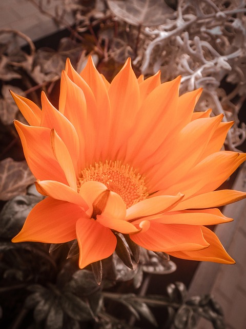 Helle Blume, Orangene Blume, Sommer