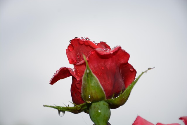 Roser, Dug, Rød, Blomstre, Forår, Torner