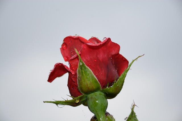 Roser, Blomstre, Torner, Rose, Rød